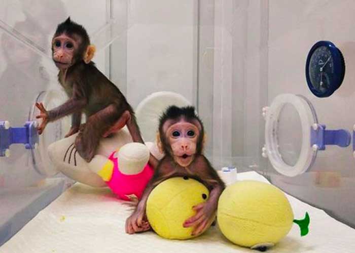 Logran la primera clonación exitosa de dos monos macaco