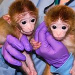 Logran la primera clonación exitosa de dos monos macacos