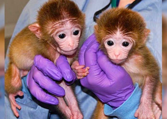 Logran la primera clonación exitosa de dos monos macacos
