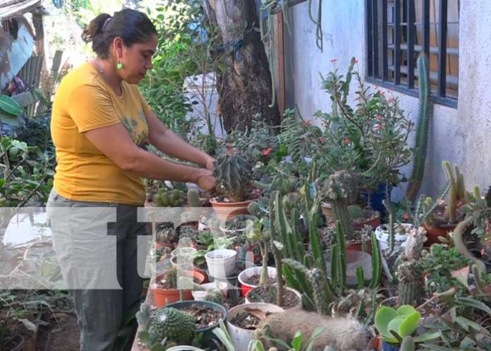 Nandaime se destaca en la comercialización de plantas exóticas
