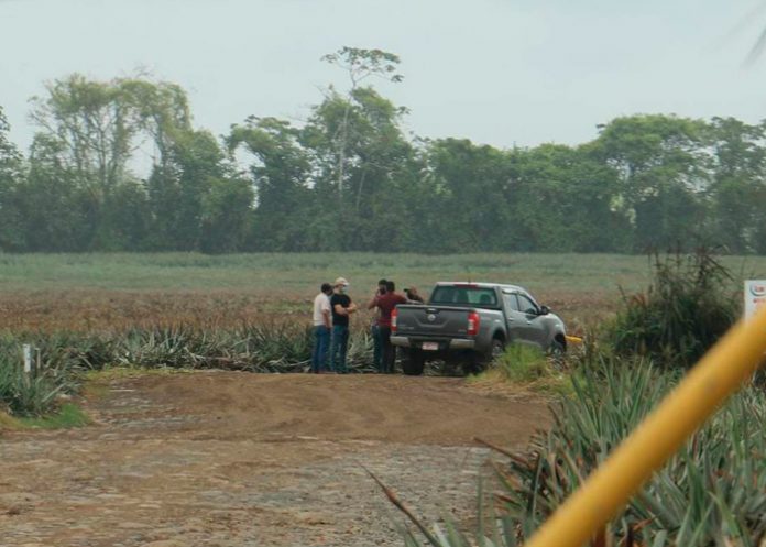 Foto: ¡Misterioso crimen! Encuentran un cuerpo sin vida en una Piñera de Costa Rica/Cortesía