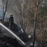 Foto: Gobierno chileno confirma 19 decesos por incendios forestales/Cortesía