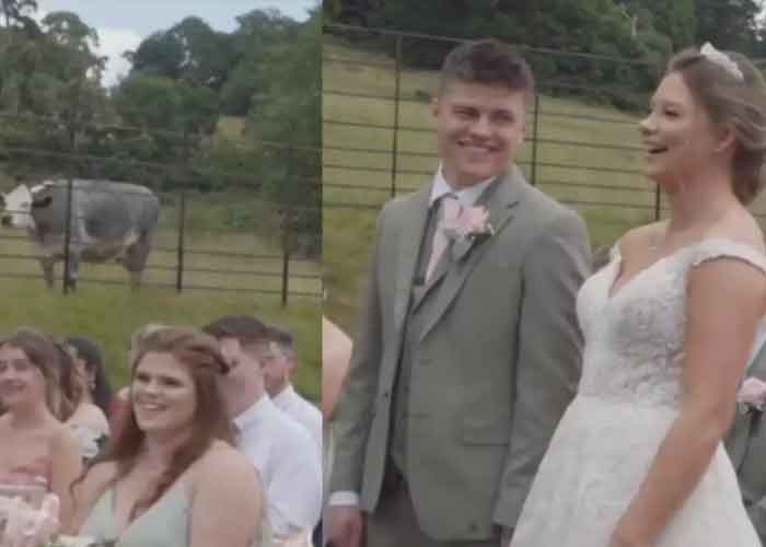 Vaca se opone a una boda en Francia y el video se hace viral