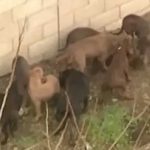 Muere brutalmente atacado por cinco perros pitbull que criaba