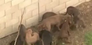 Muere brutalmente atacado por cinco perros pitbull que criaba