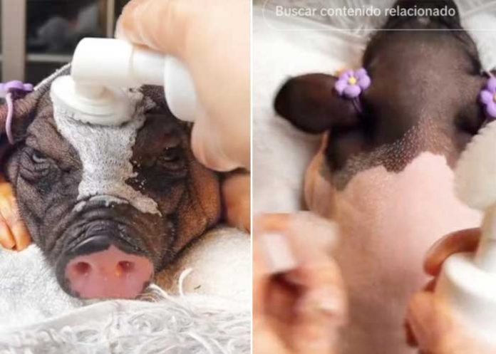 Mujer es viral por masajear a cerditos antes de cocinarlos (Video)