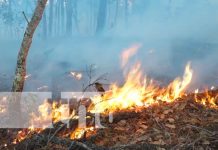 Foto: Estelí fortalece la protección forestal con lanzamiento del plan prevención de incendios/TN8