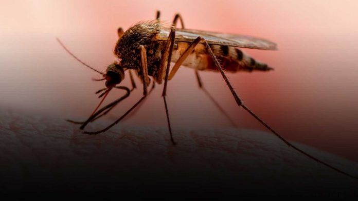Nicaragua presenta menos contagios en Dengue, Neumonía y Leptospirosis