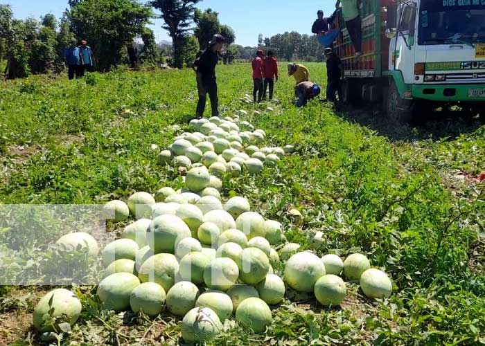 La preciada fruta del verano se inicia a comercializar en Nandaime