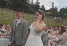 Vaca se opone a una boda en Francia y el video se hace viral