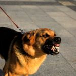 En condición crítica tras ser atacado por perro en Costa Rica