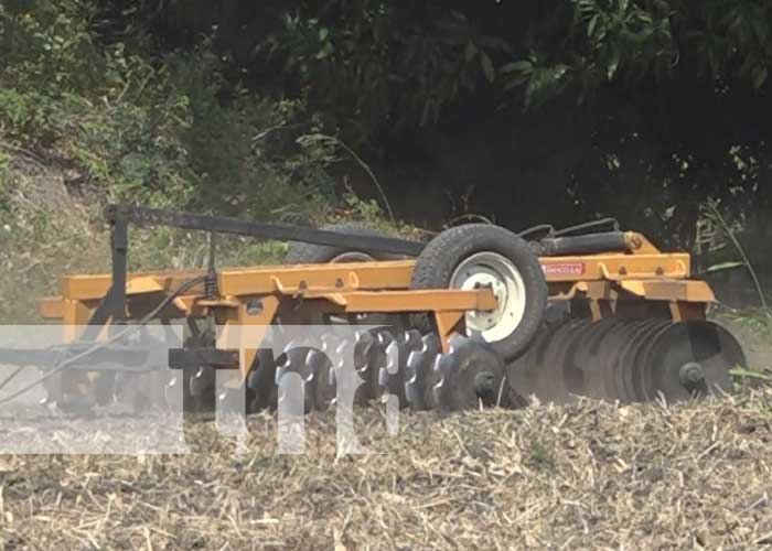 INTA en Rivas impulsa producción masiva de maíz y sorgo para garantizar suministro nacional