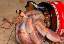 Foto: Descubren que una especie de cangrejo utiliza residuos para formar su caparazón protector/Cortesía