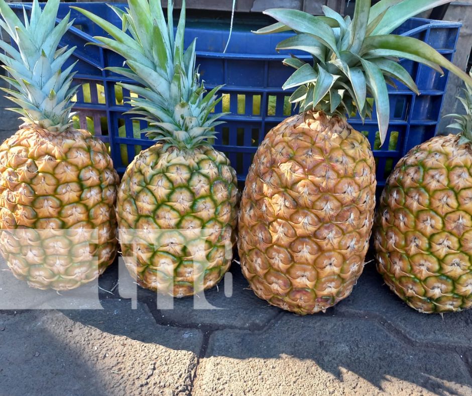 Foto: Frutas frescas desde Ticuantepe / TN8