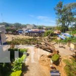 Centenario árbol de Guanacaste colapsa en la UNI