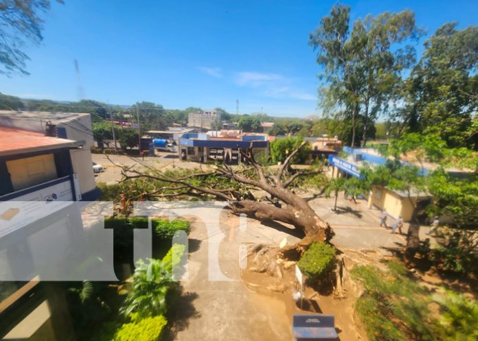 Centenario árbol de Guanacaste colapsa en la UNI