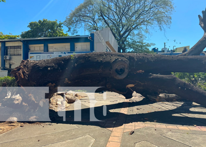 Centenario árbol de Guanacaste colapsa en la UNI