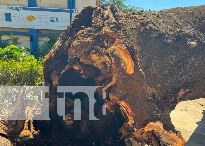 Centenario árbol de Guanacaste colapsa en la UNI