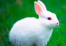 Sujeto mata y cocina el conejo de su novia en España
