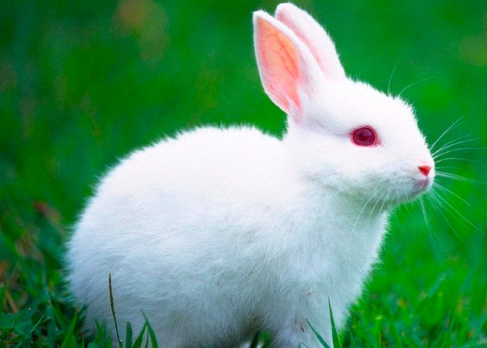 Sujeto mata y cocina el conejo de su novia en España