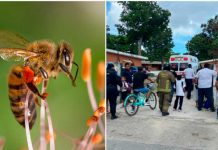 Ataque de abejas deja a 20 niños afectados en Costa Rica