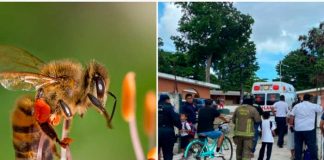 Ataque de abejas deja a 20 niños afectados en Costa Rica