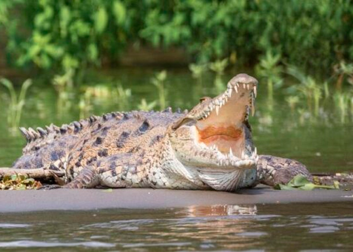 Encuentran a adulto atacado por cocodrilo en Costa Rica