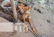 Foto: Rescate de coyote en cautiverio de la ciudad de Ocotal / TN8
