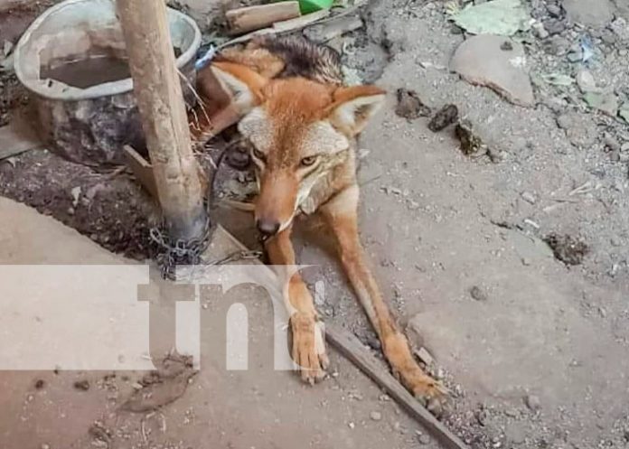 Foto: Rescate de coyote en cautiverio de la ciudad de Ocotal / TN8