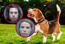 Arrestan a mujer por tener relaciones con su perro
