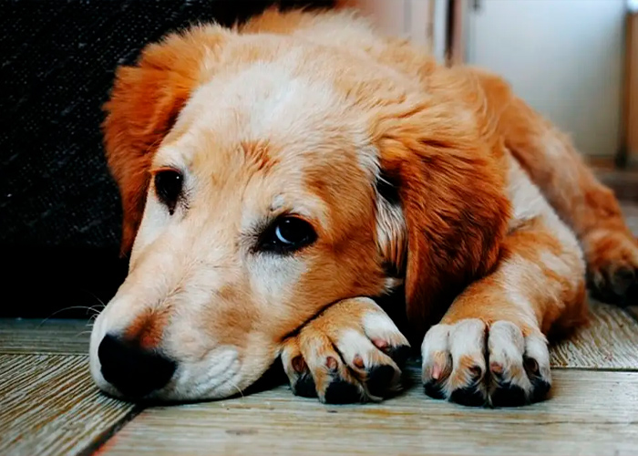 Arrestan a mujer por tener relaciones con su perro