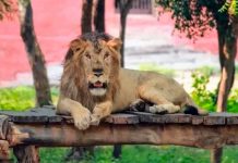 Quiso tomarse una selfie con un león en India