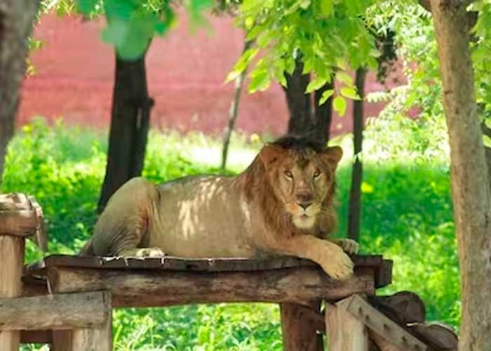 Quiso tomarse una selfie con un león en India