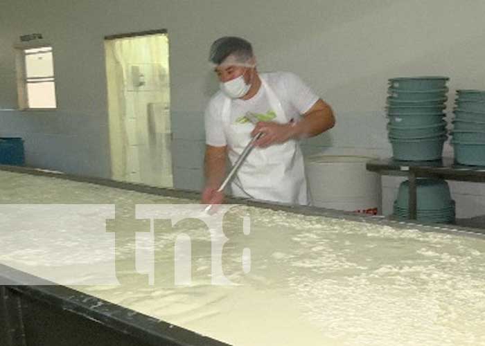 Foto: Producción de leche desde Siuna, Triángulo Minero de Nicaragua / TN8