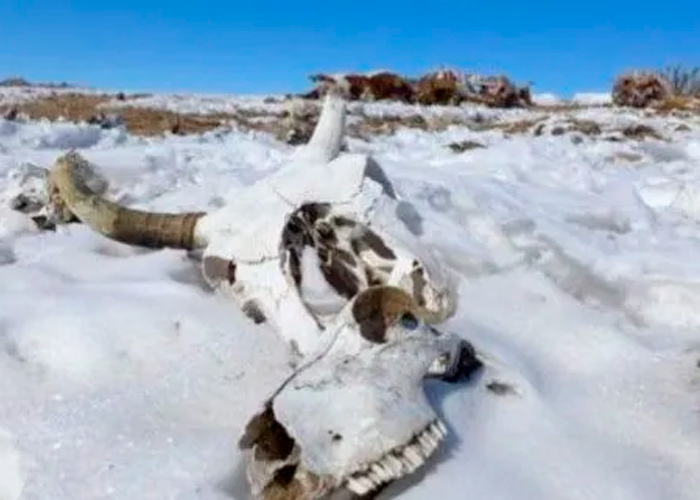 Ganado muere por el frío extremo en Mongolia