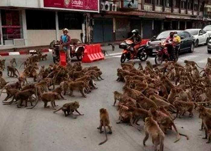 ¡Increíble batalla!: Monos rivales se enfrentan en las calles de Tailandia