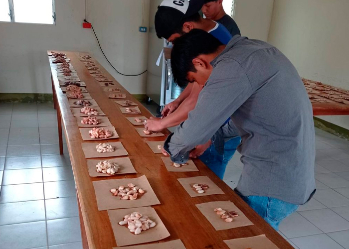 Foto: Certamen nacional del cacao en Nicaragua /cortesía 