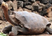 Mueren ocho niños y una adulta, tras comer carne de tortuga en Tanzania