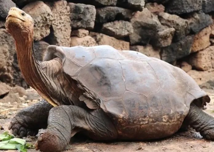 Mueren ocho niños y una adulta, tras comer carne de tortuga en Tanzania