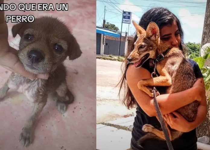 Rescata a un coyote creyendo era un perrito, su historia es viral
