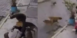 Captan el ataque de al menos 4 perros que se avientan sobre dos jóvenes