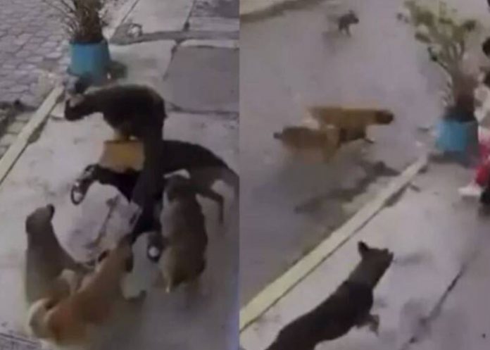 Captan el ataque de al menos 4 perros que se avientan sobre dos jóvenes
