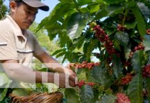 Foto: El Gorrión y otras cooperativas se preparan para exportar café a China tras el TLC/TN8