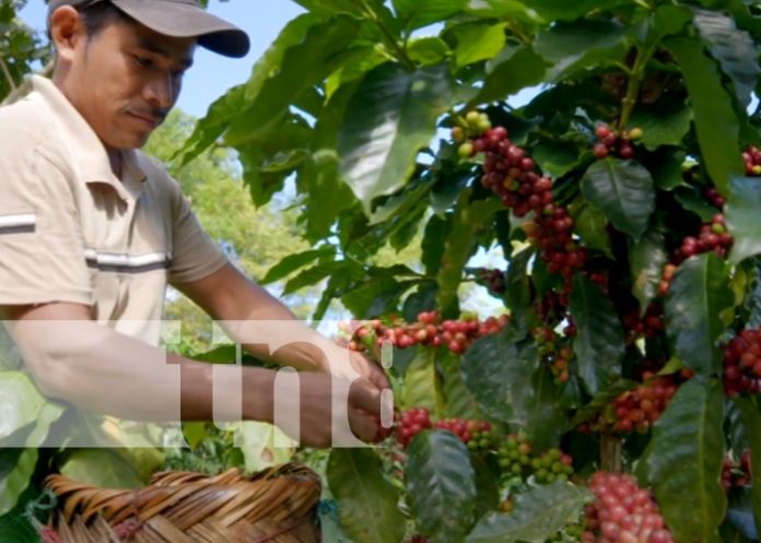 Foto: El Gorrión y otras cooperativas se preparan para exportar café a China tras el TLC/TN8