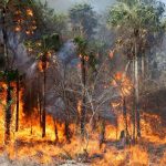 Foto: Paraguay enfrenta crisis: ¡Más de 100 incendios activos arrasan tras intensa ola de calor! / Cortesía