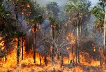 Foto: Paraguay enfrenta crisis: ¡Más de 100 incendios activos arrasan tras intensa ola de calor! / Cortesía