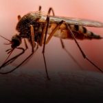 Se confirman menos contagios de Leptospirosis y Dengue en Nicaragua