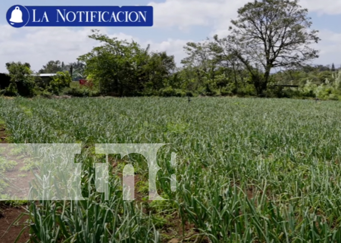 Foto: Diversificación agrícola: Estelí, epicentro de inversiones en cultivos no tradicionales/TN8