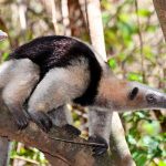 Liberan 58 especímenes de fauna silvestre, en el Parque Nacional Volcán Masaya