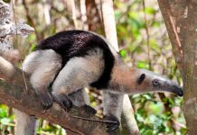 Liberan 58 especímenes de fauna silvestre, en el Parque Nacional Volcán Masaya